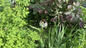 Amidst dense green foliage, a guinea pig with white and brown fur is nestled, partially hidden. The surrounding plants exhibit a variety of leaf shapes and colors, creating a lush and vibrant environment.