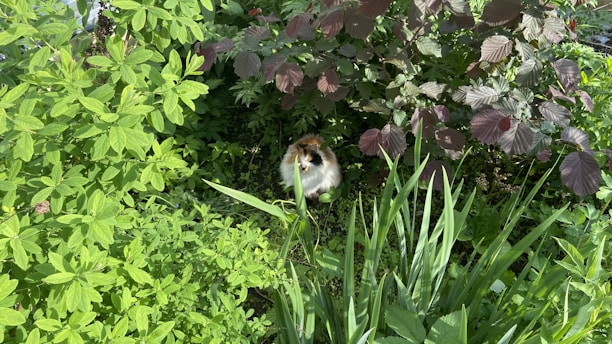 Amidst dense green foliage, a guinea pig with white and brown fur is nestled, partially hidden. The surrounding plants exhibit a variety of leaf shapes and colors, creating a lush and vibrant environment.