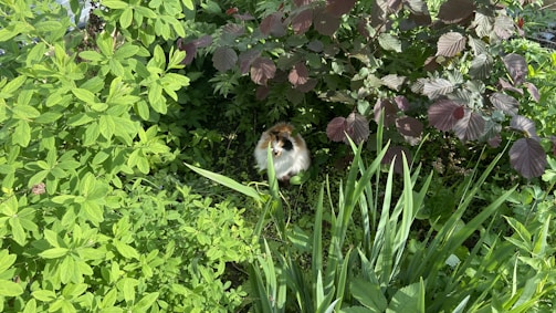A playful guinea pig peeking out from behind a leaf.