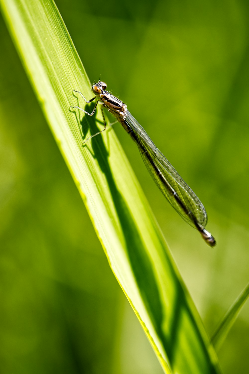 green damselfly perched on green leaf in close up photography during daytime