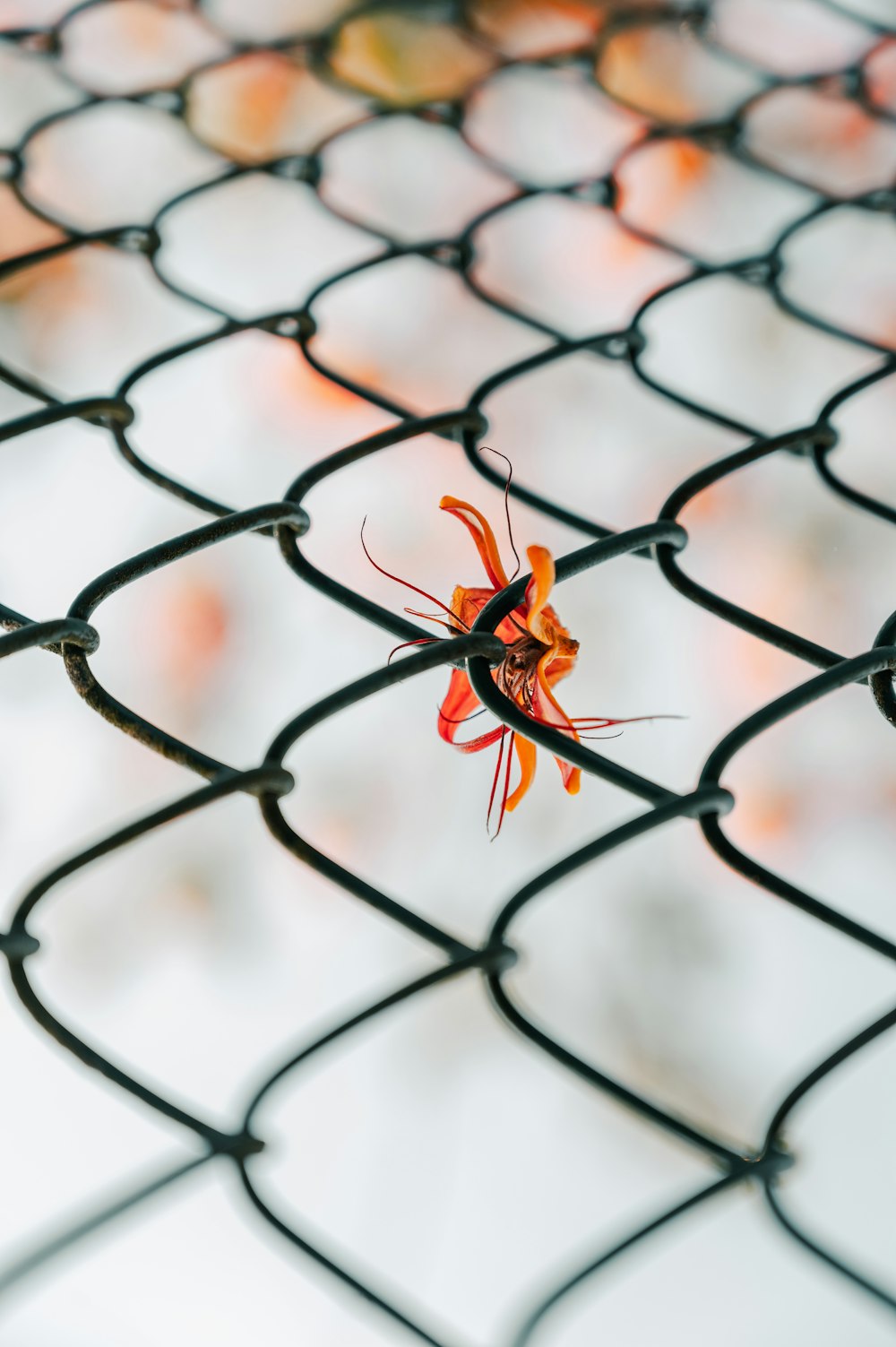 brown and black spider on grey metal fence during daytime