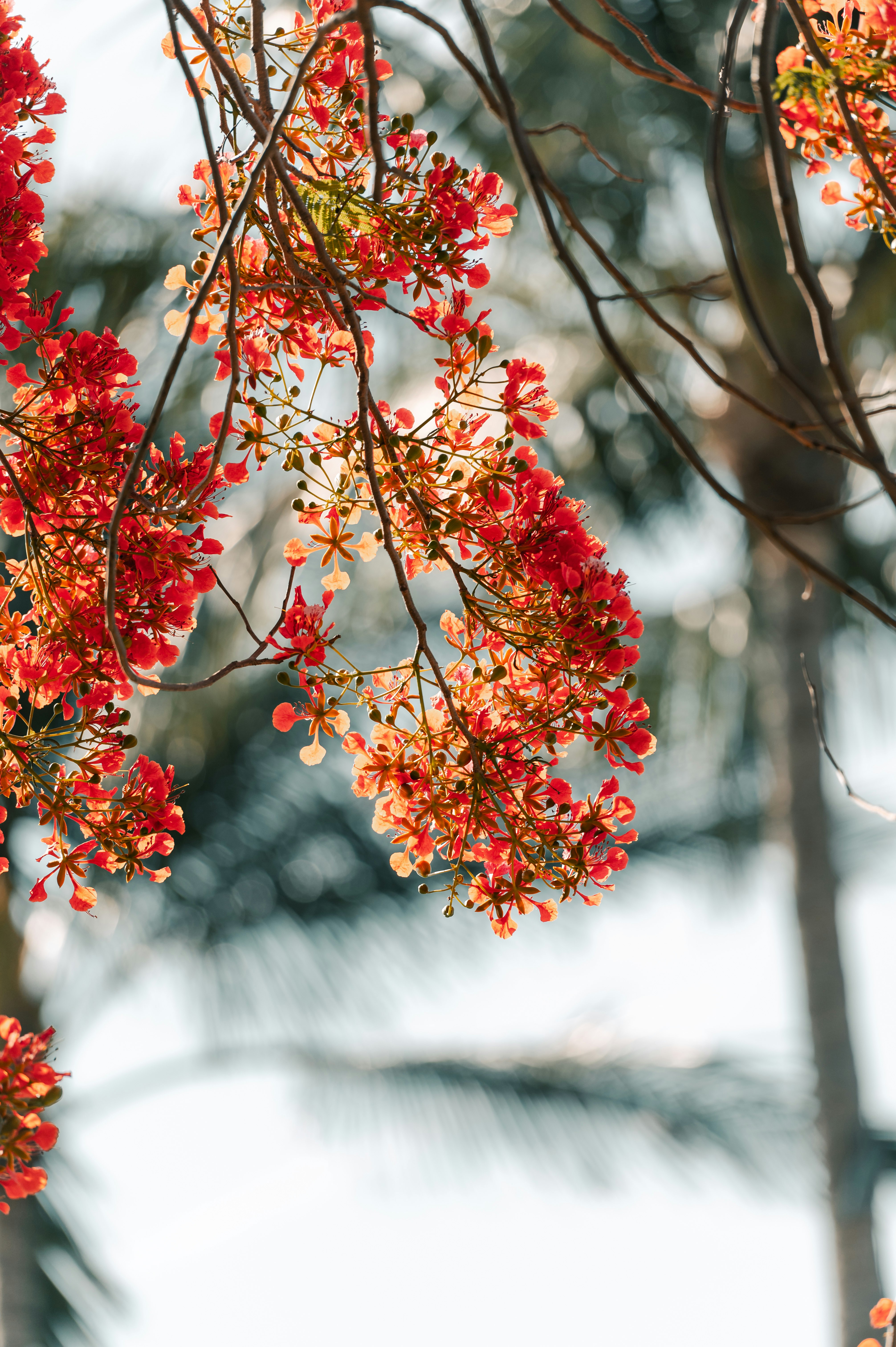 red and green leaves on tree branch