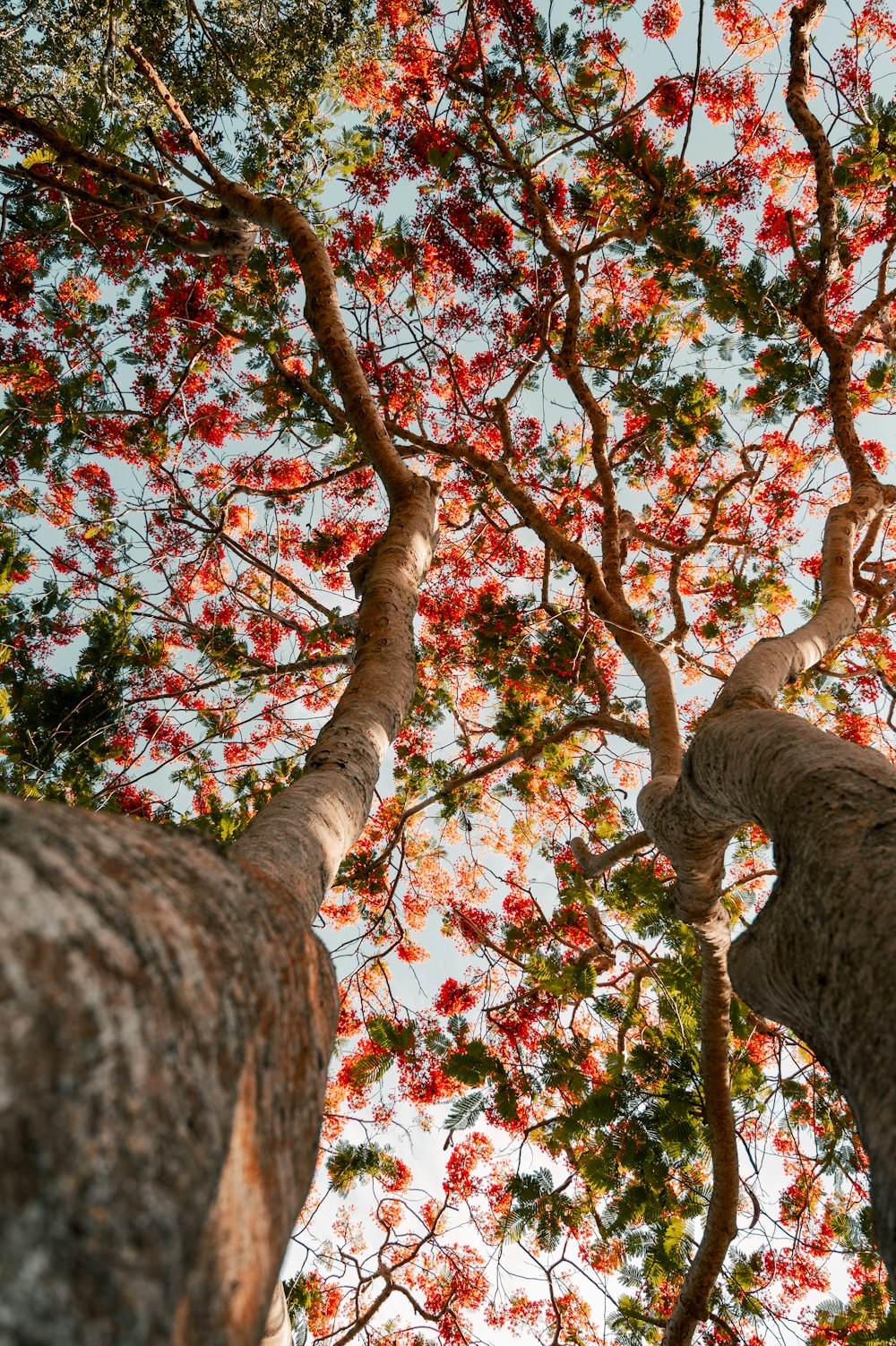 Photographie en contre-plongée d’un arbre à feuilles rouges et blanches