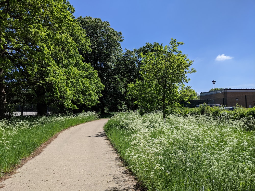 green trees and plants beside pathway