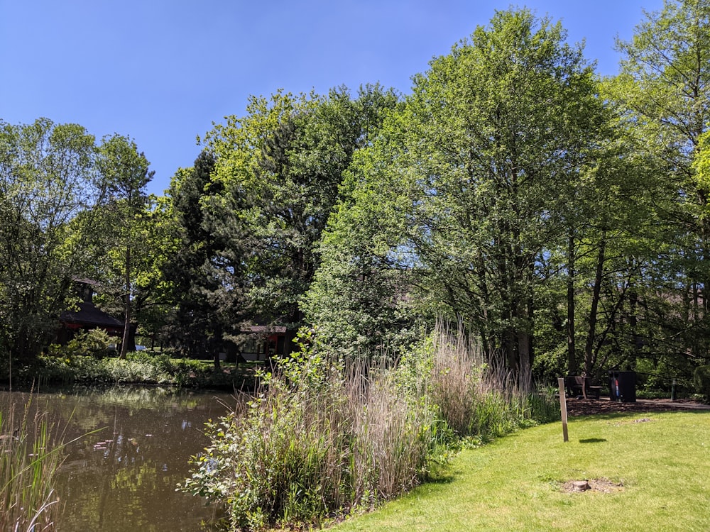 green trees beside river during daytime