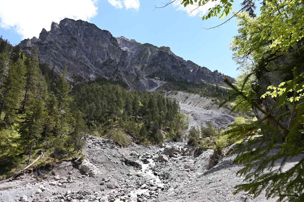 green trees on rocky mountain during daytime