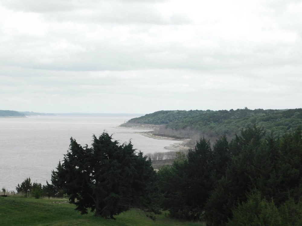 green trees near body of water during daytime