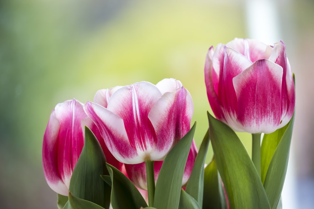 pink and white tulips in bloom during daytime