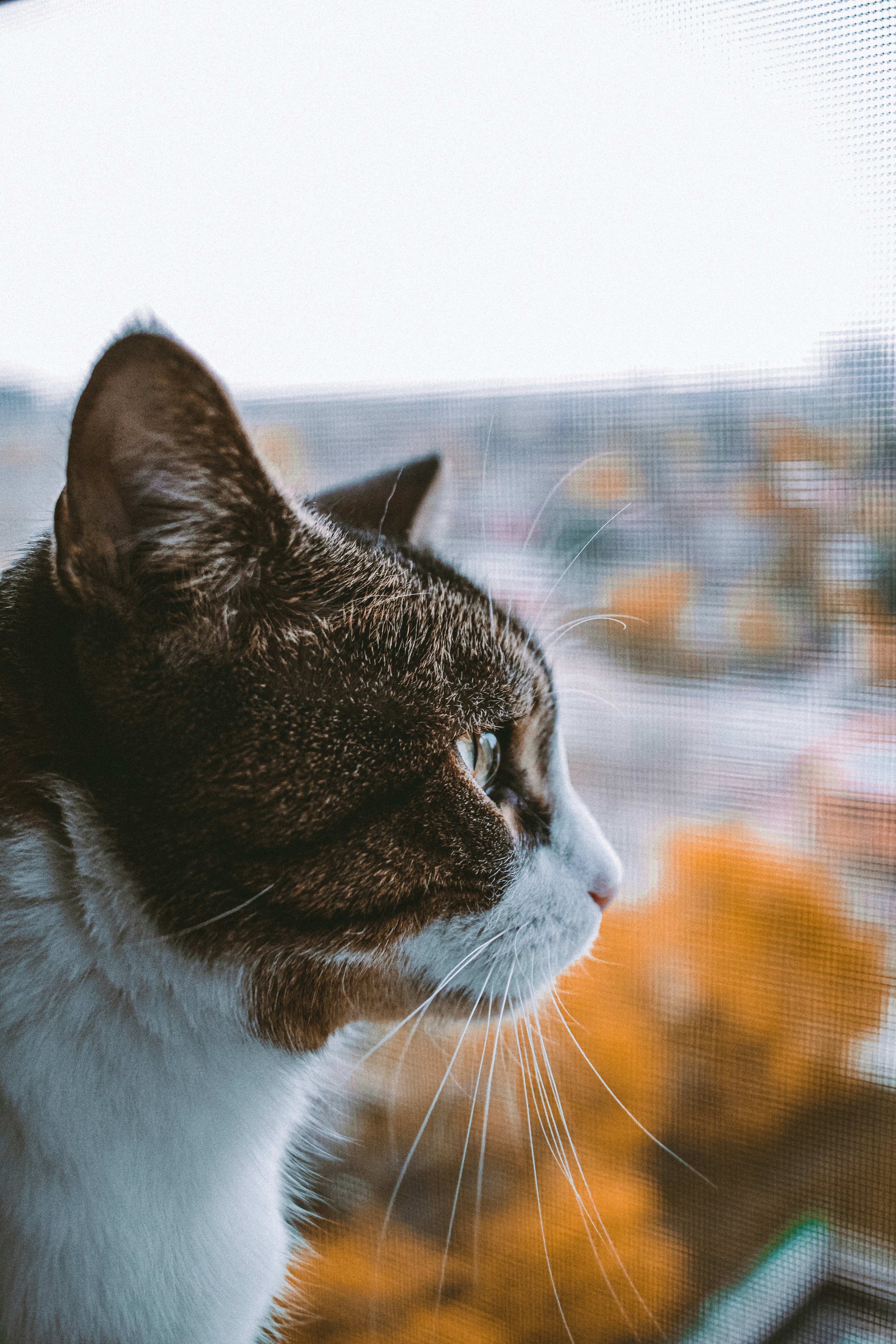 窓を見ている白と黒の猫の写真 Unsplashで見つける猫の無料写真