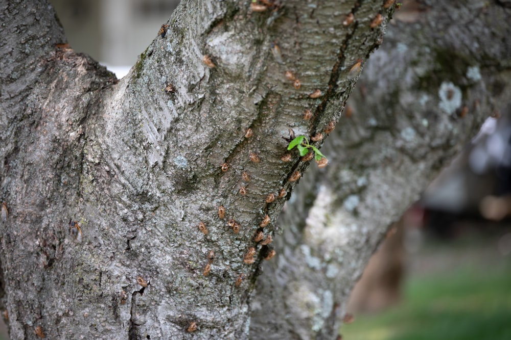 green and black insect on brown tree trunk