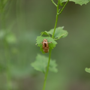 brown and black bug on green leaf