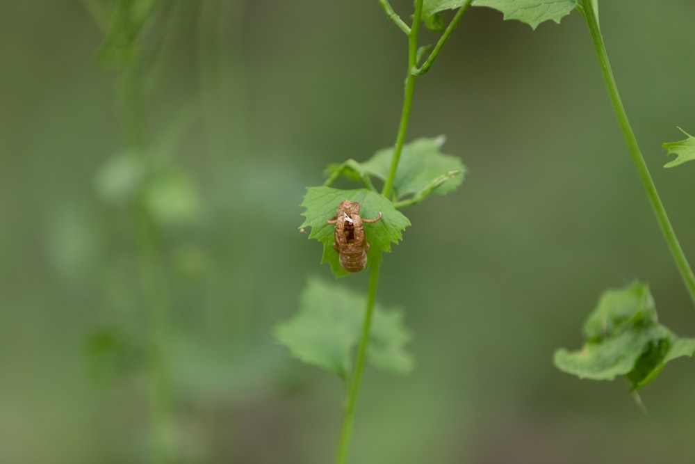 brown and black bug on green leaf