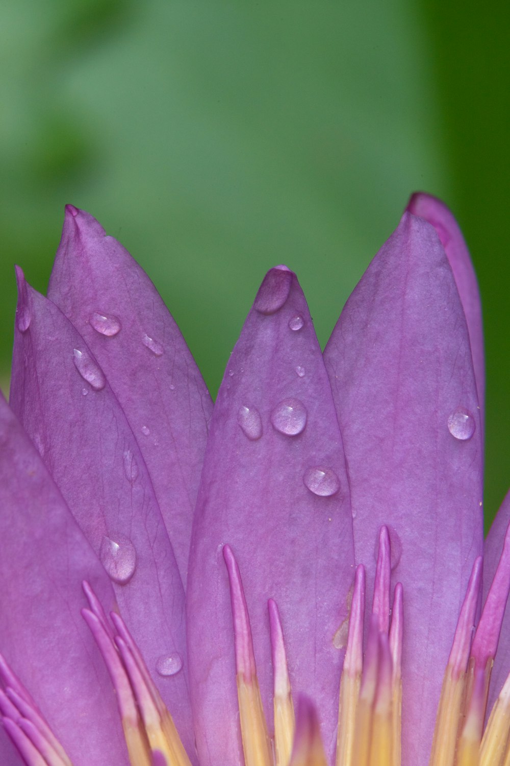 Foto flor morada con gotas de agua – Imagen Loto gratis en Unsplash