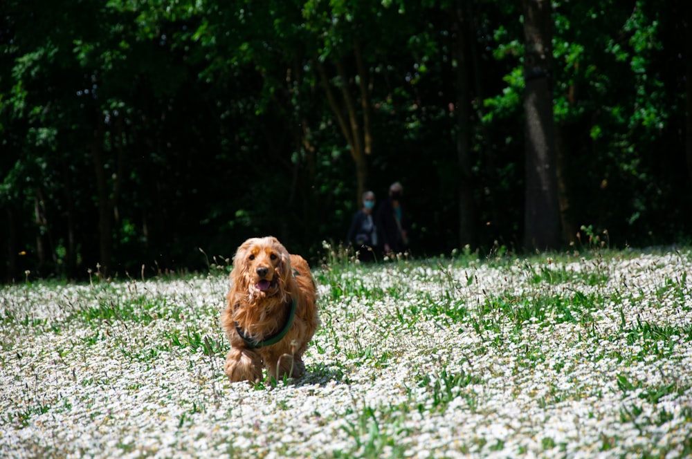 brown long coated dog on green grass field during daytime