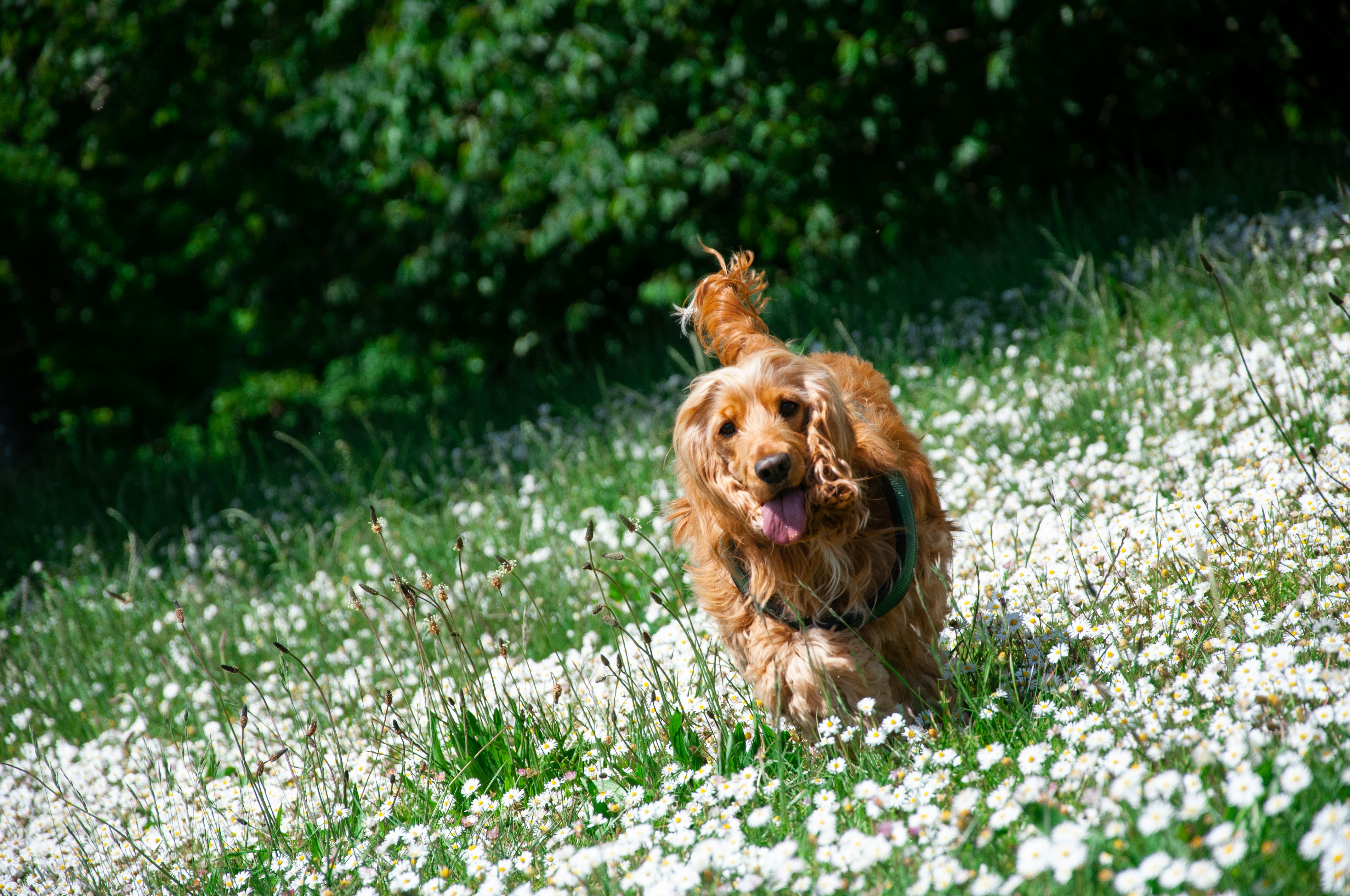 brown long coated dog on green grass field during daytime