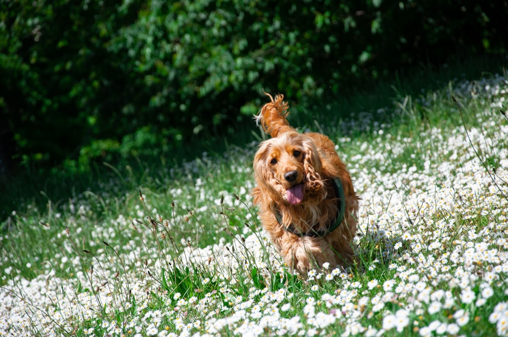 昼間の緑の芝生の上の茶色の長いコートの犬