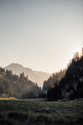 A serene mountain trail winding through lush green forests in the Catalan Pyrenees under soft morning light.