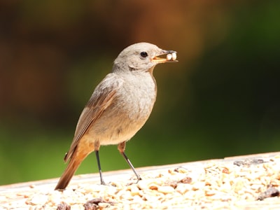 brown and gray bird on white surface