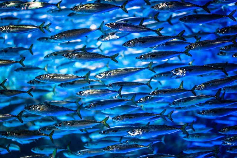 blue and white fish lot