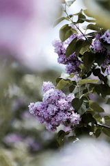 purple flower in tilt shift lens