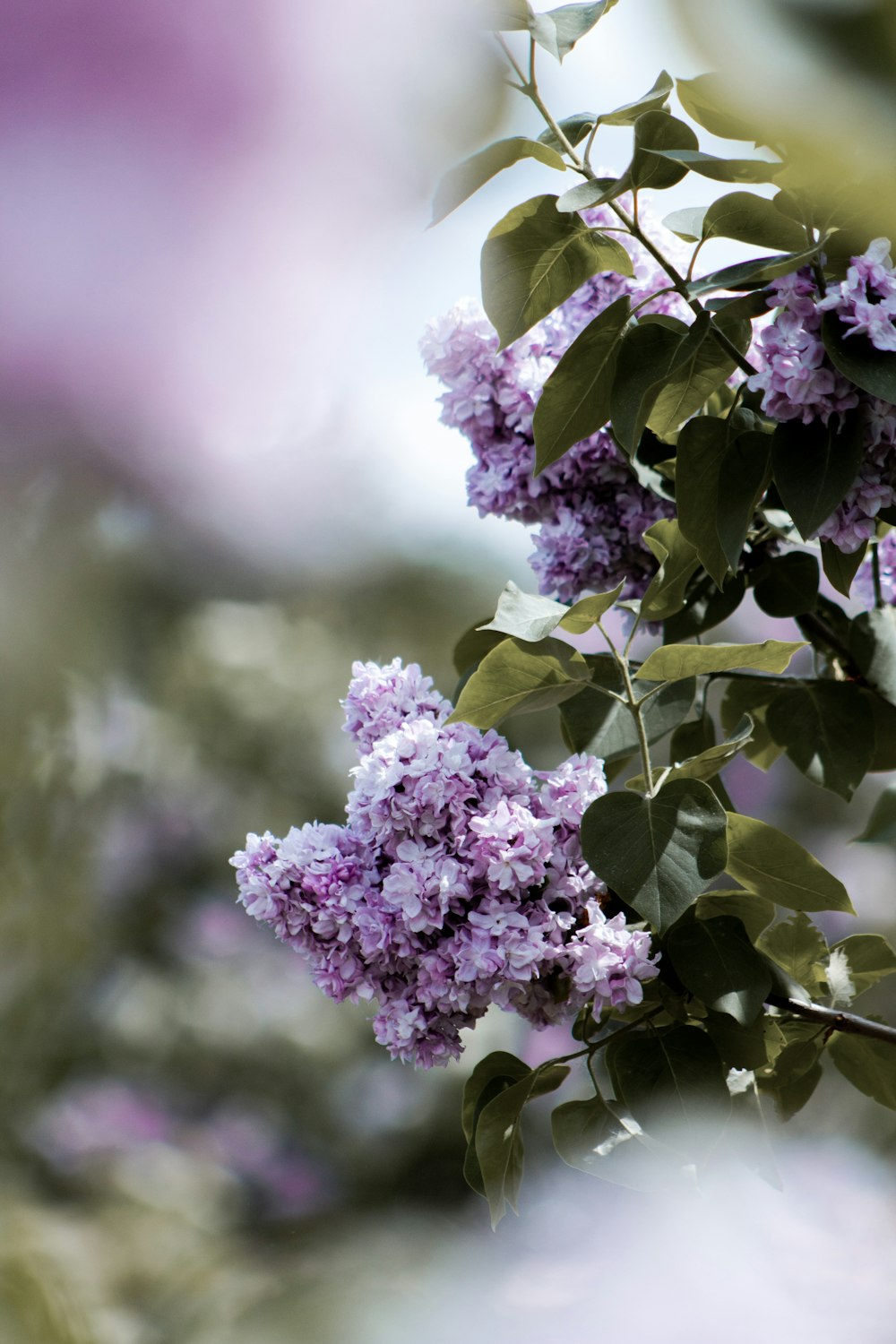 purple flower in tilt shift lens