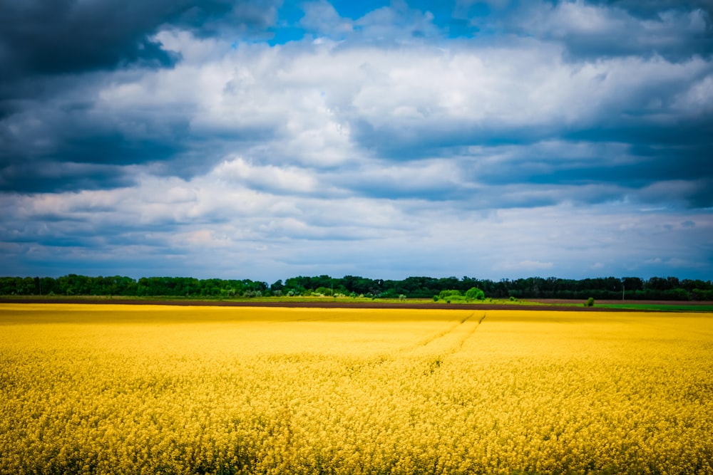 Grüne Bäume unter weißen Wolken und blauem Himmel tagsüber