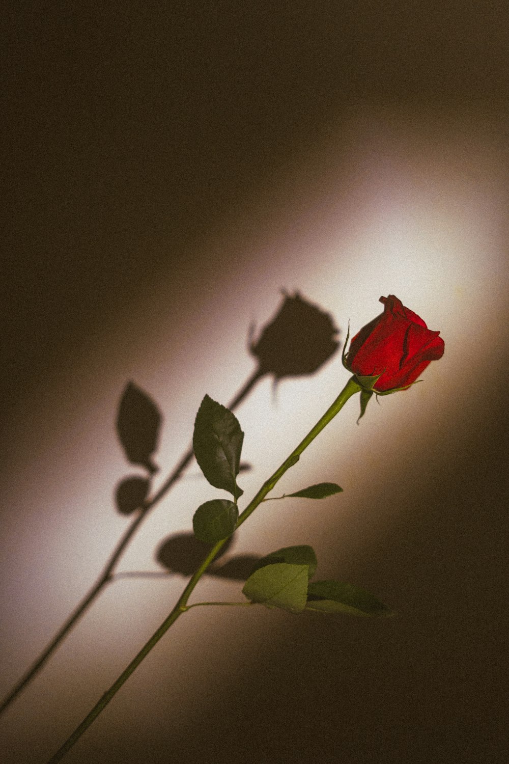 red rose in close up photography