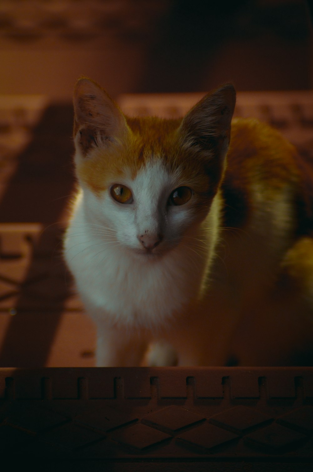 white and orange cat on brown wooden table