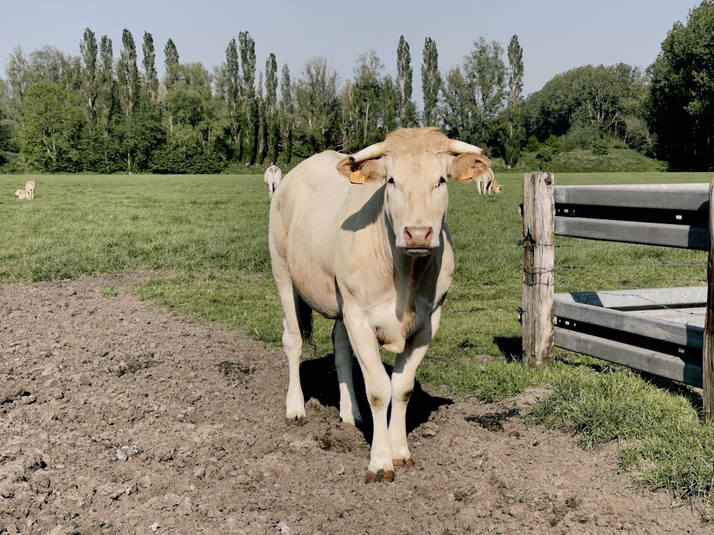 Weiße Kuh tagsüber auf grünem Grasfeld