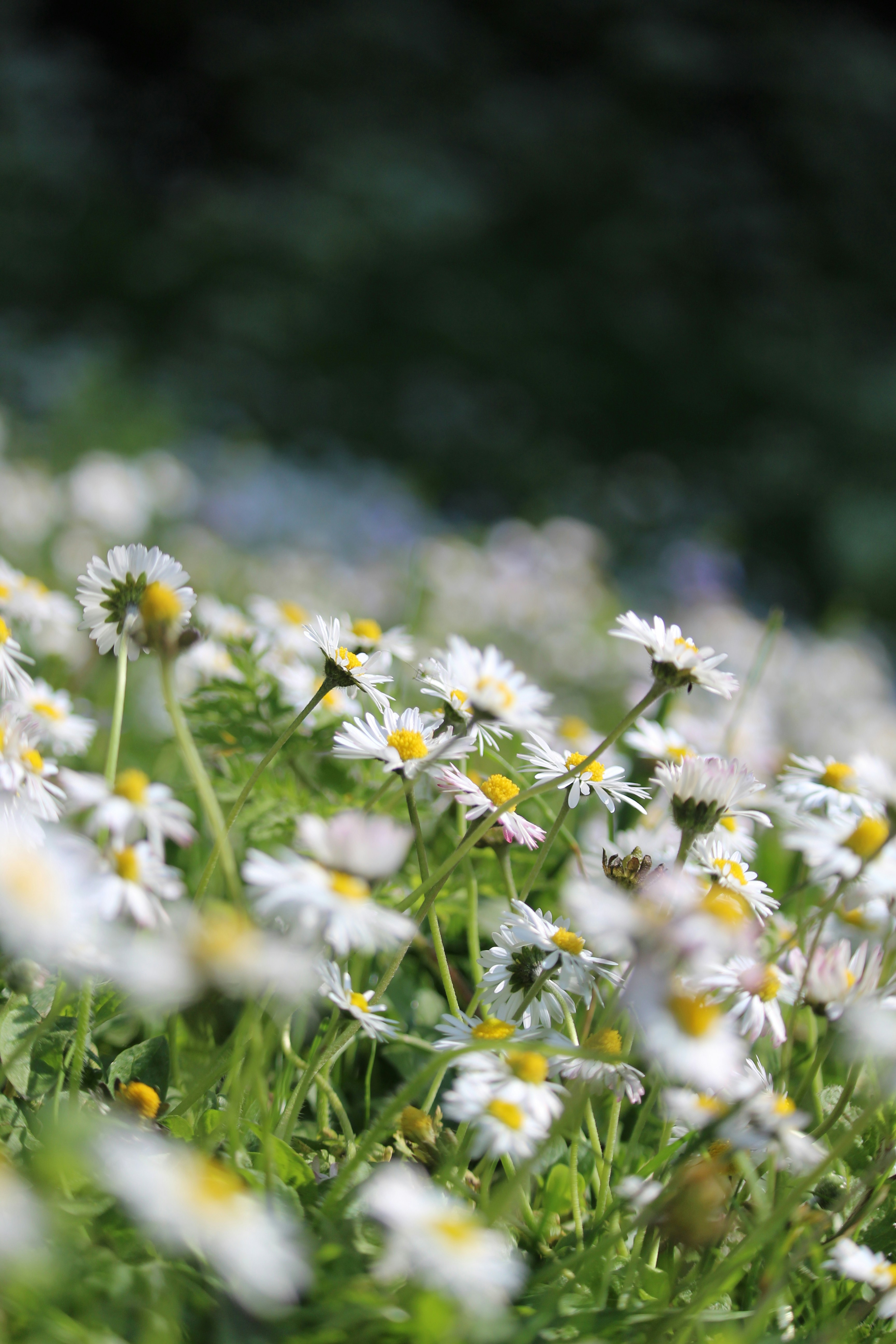 Photo by darbonville