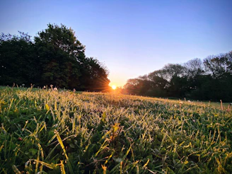 A vibrant sunrise over lush green fields of a thriving biogarden