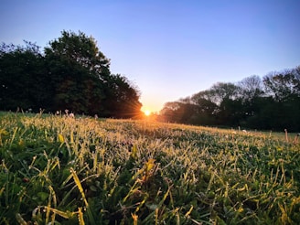 A vibrant sunrise over Amin Dairy and Agri Farms, with dew sparkling on green fields.