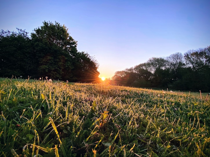 A vibrant sunrise over Amin Dairy and Agri Farms, with dew sparkling on green fields.