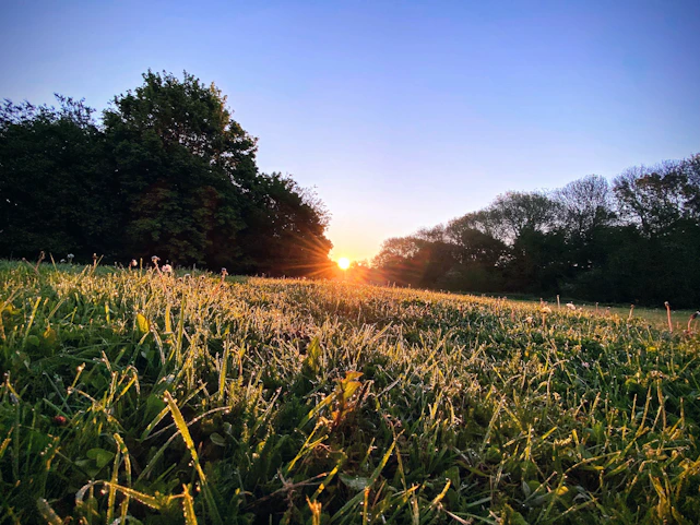 A vibrant sunrise over lush green fields of a thriving biogarden