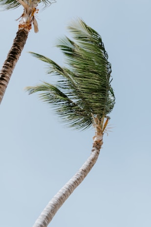 green palm tree under white sky during daytime
