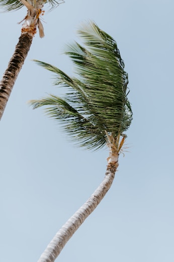 green palm tree under white sky during daytime
