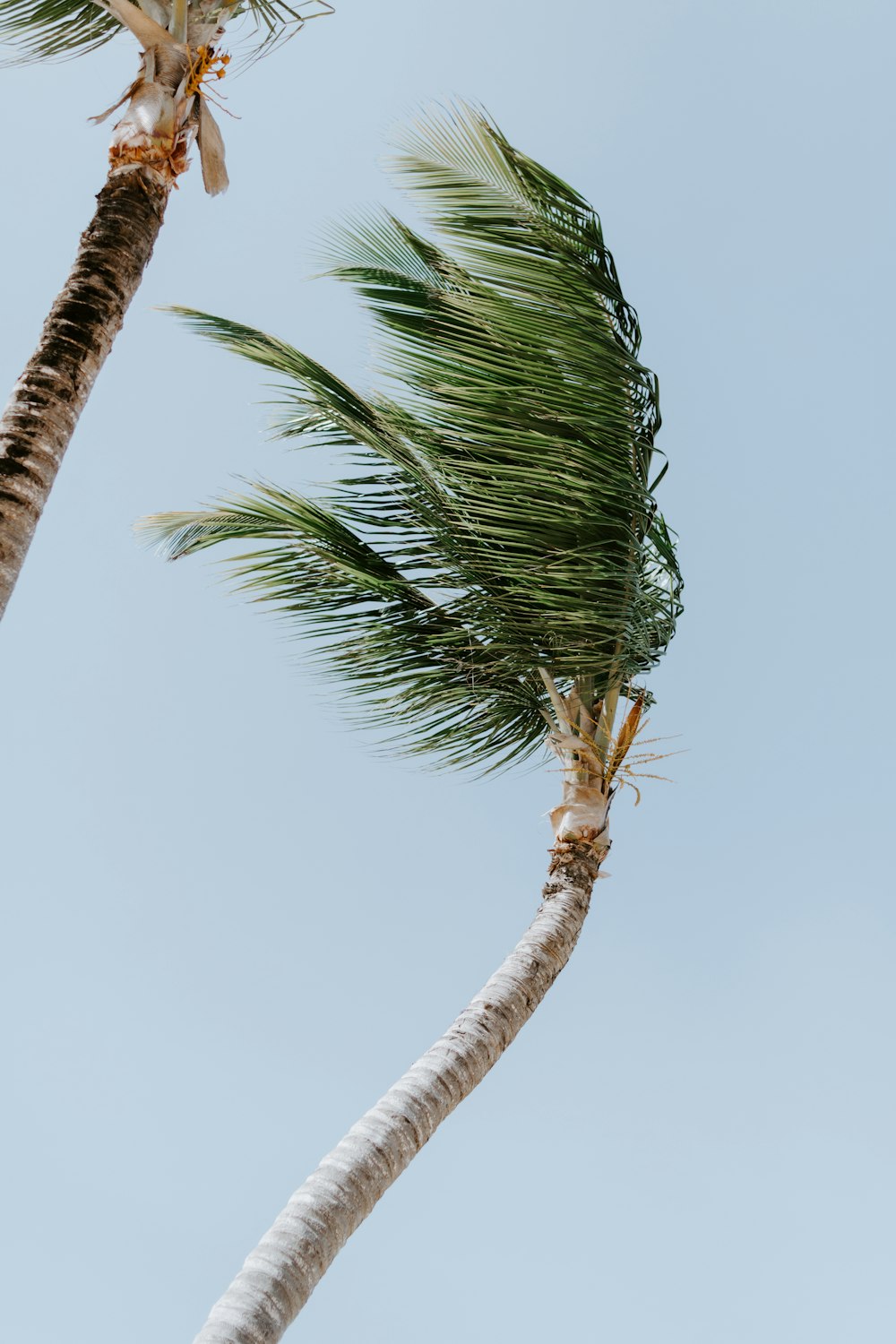 Palmera verde bajo el cielo blanco durante el día