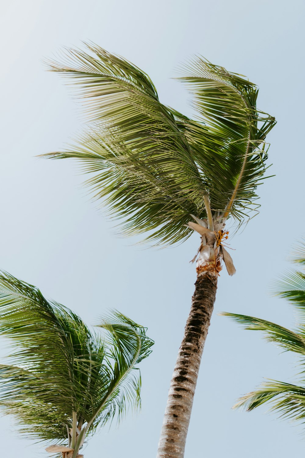 green palm tree under white sky during daytime