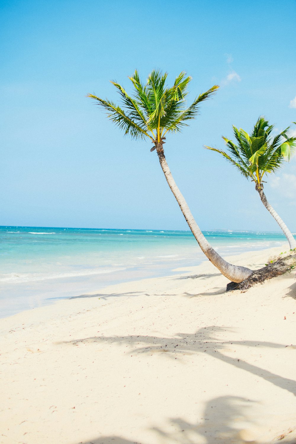 palm tree on beach shore during daytime