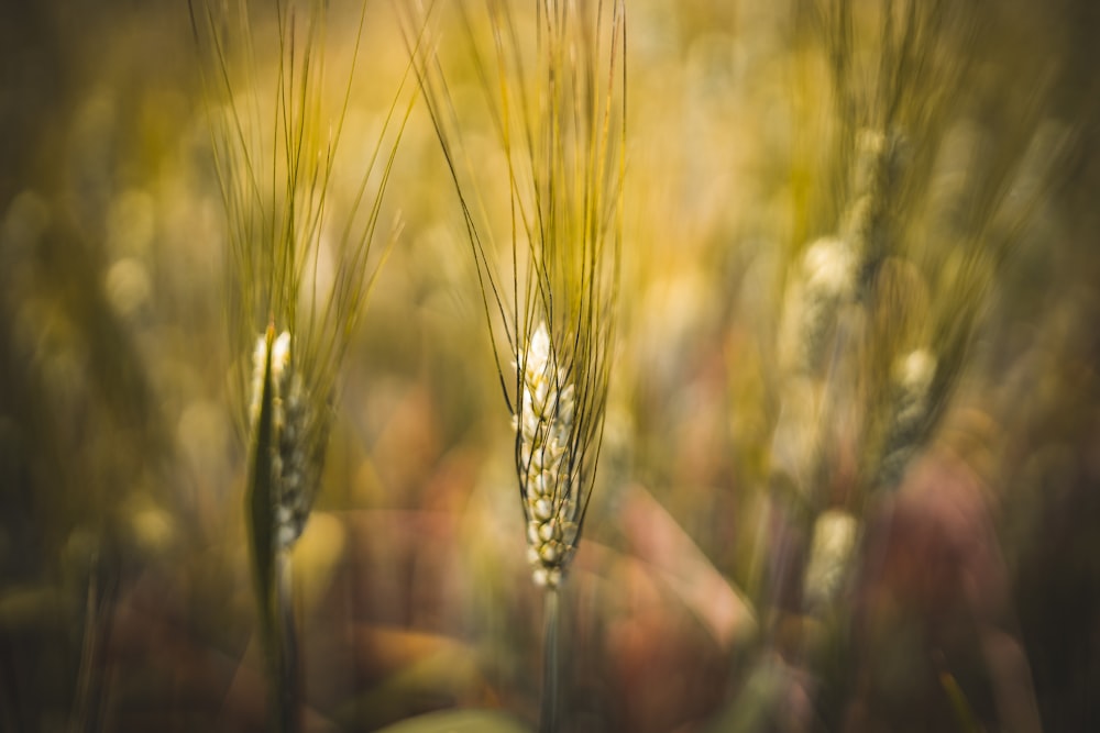 brown wheat in close up photography