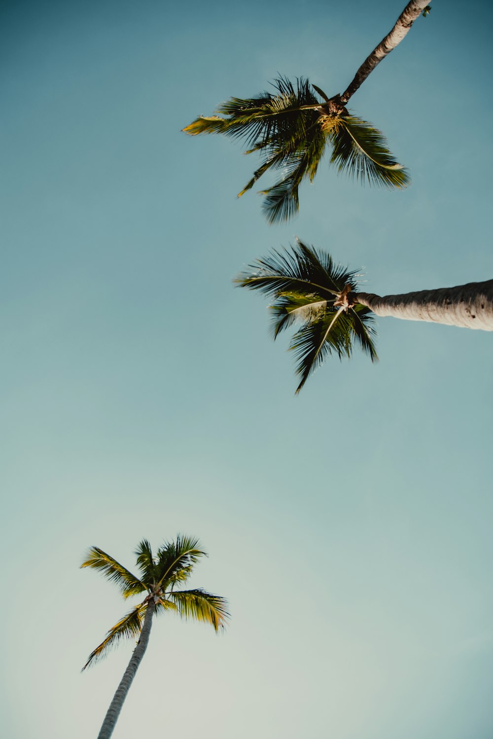 Palmera verde bajo el cielo azul durante el día