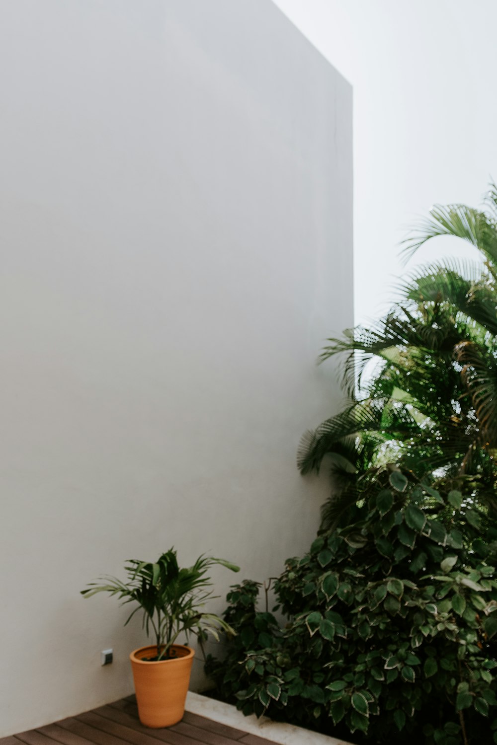 green plant beside white wall