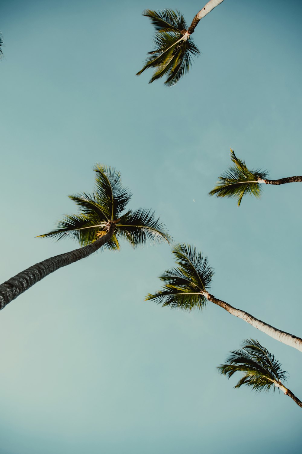 Grüne Palme unter blauem Himmel während des Tages