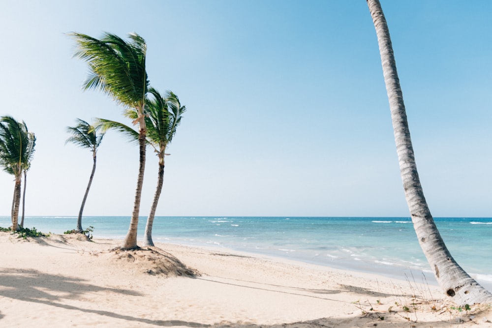 palmier sur le rivage de la plage pendant la journée