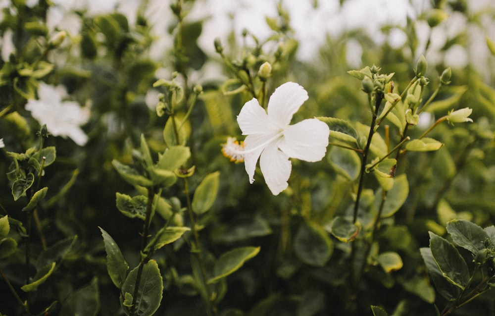 white flower with green leaves