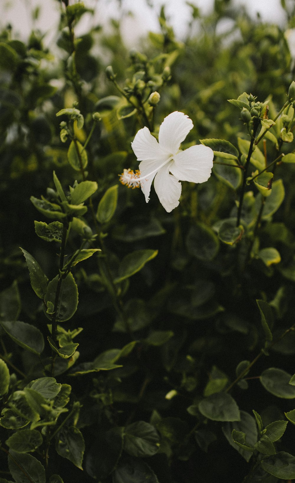 white flower with green leaves