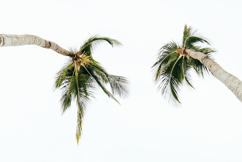 green palm tree under white sky