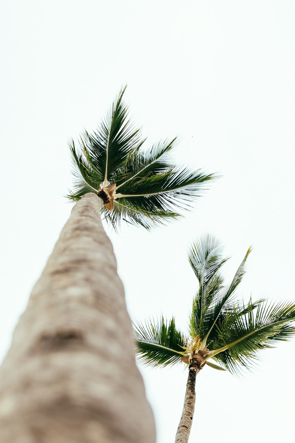 green palm tree under white sky during daytime