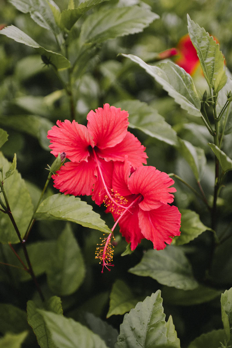 Hibiscus Flower (Roselle)