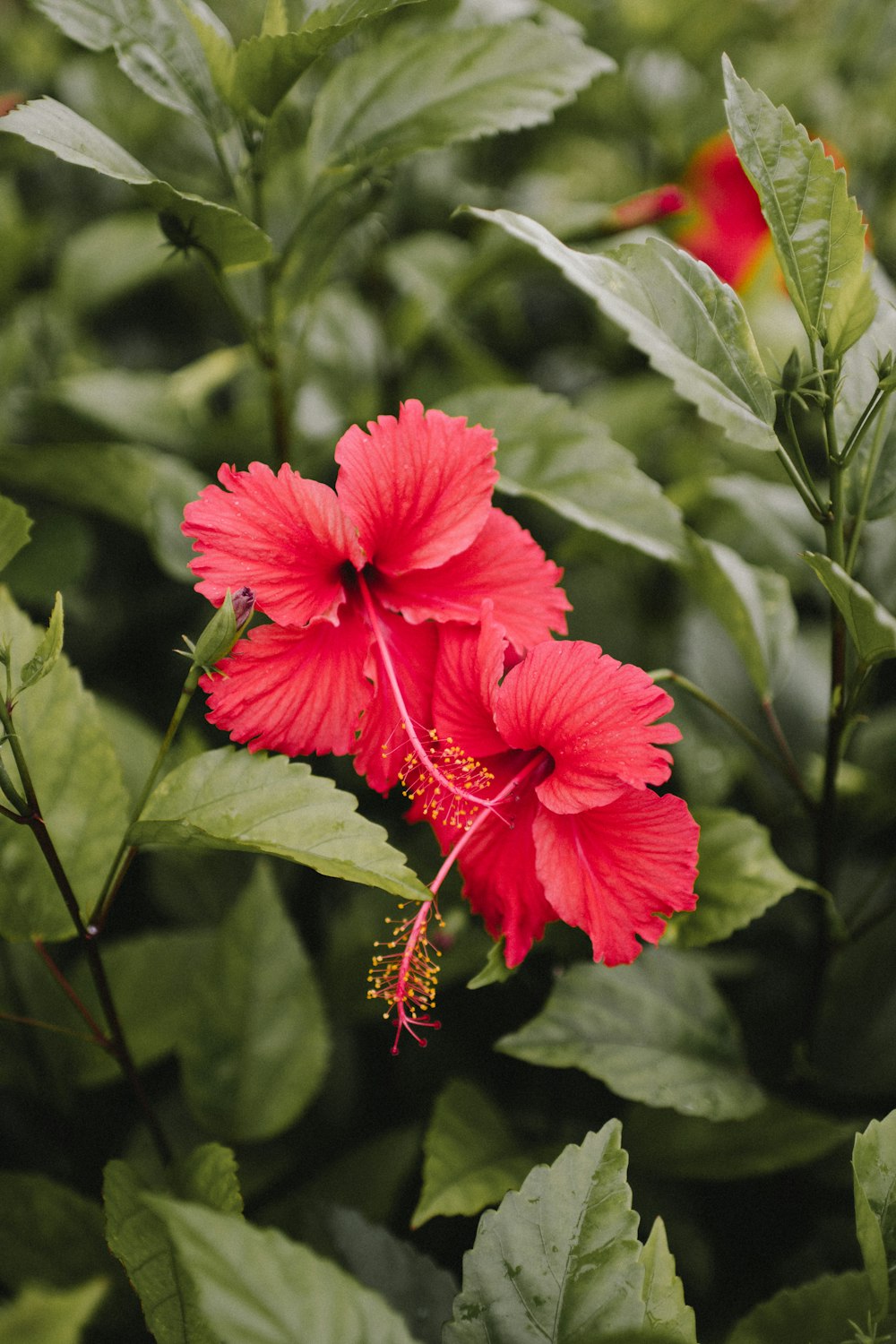 red hibiscus in bloom during daytime